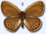 Schmetterlinge:
                                    Waldwiesenv�gelchen weiblich