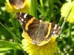 Schmetterlinge: Nesselfalter:
                                    Roter Admiral, orange Version