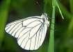 Schmetterlinge: Weisslinge:
                                    Baumweissling Unterseite