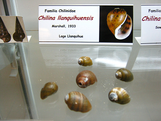 Chilina llanquihuensis