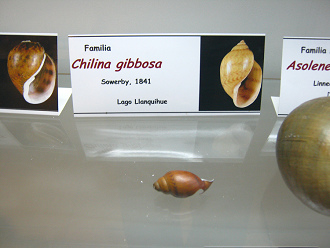Chilina gibbosa