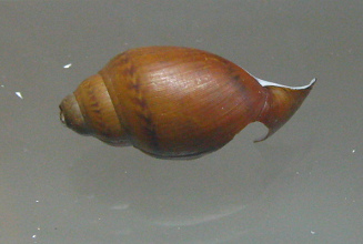 Chilina gibbosa, primer plano