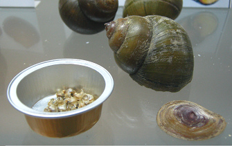 Cipangapabidia ampulliformis,
                                  primer plano