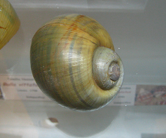 Asolene scalaris, Nahaufnahme