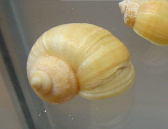 Pomacea bridgesi, Nahaufnahme