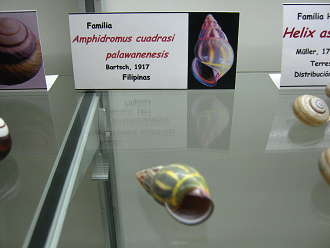 Amphidromus cuadrasi palawanenesis