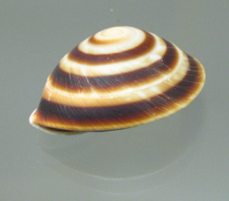 Caracoles rostratusm, Nahaufnahme 02