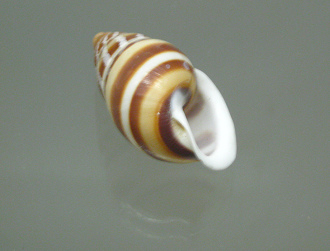Chrysallis virgata partuloides,
                              Nahaufnahme