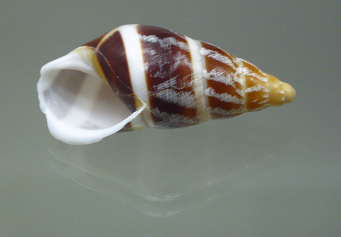 Chrysallis virgata, Nahaufnahme