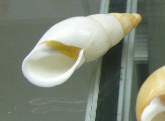 Chrysallis virgata,
                                      Nahaufnahme 03