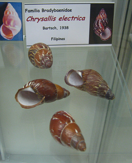 Chrysallis electrica