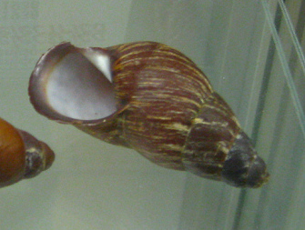 Chrysallis electrica,
                                      Nahaufnahme 02