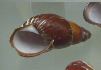 Chrysallis electrica,
                                      Nahaufnahme 04