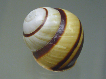 Calocochlia submirabilis,
                              Nahaufnahme