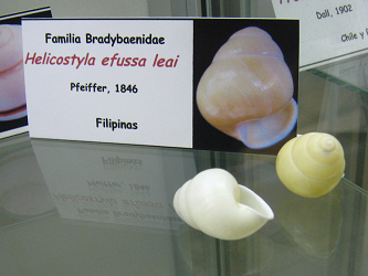 Helicostyla efussa leai