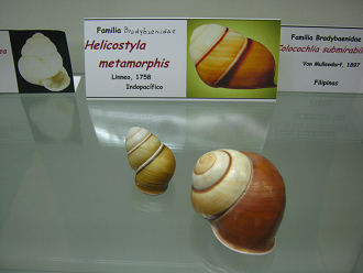 Helicostyla metamorphis