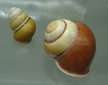 Helicostyla metamorphis, Nahaufnahme