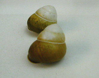 Helicostyla florida, Nahaufnahme