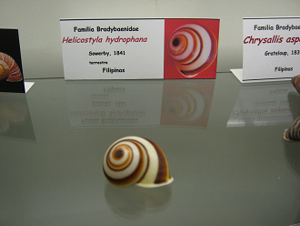 Helicostyla hydrophana