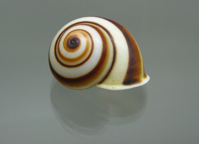 Helicostyla hydrophana, Nahaufnahme