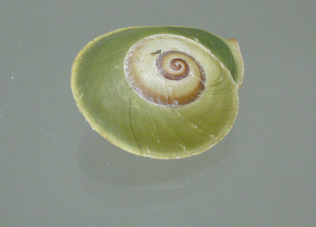 Chloraea sirena, Nahaufnahme
