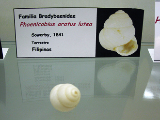 Phoenicobius aratus lutea