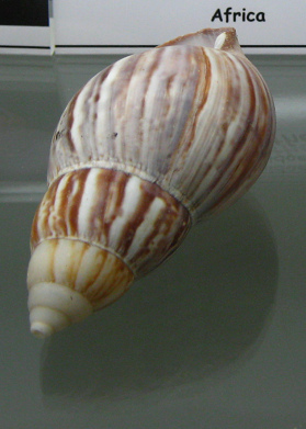 Achatina panthera,
                                      Nahaufnahme 01