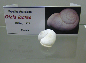 Otala
                              lactea