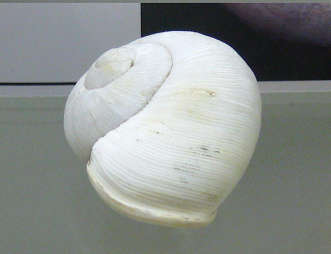 Otala lactea, Nahaufnahme