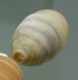 Cerion clappi, Nahaufnahme
                                      04