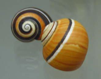 Polymita picta, Nahaufnahme