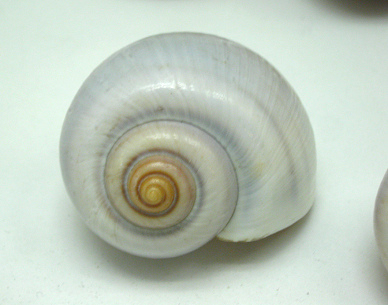 Ampullaria sp, Nahaufnahme