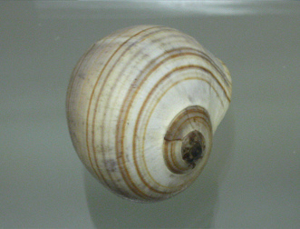 Pila ampullacea, Nahaufnahme