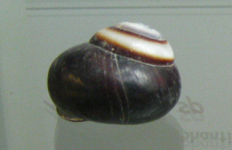 Asperitas sp, Nahaufnahme 02