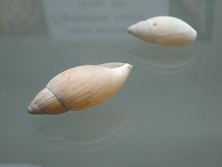 Euglandina rosea, Nahaufnahme