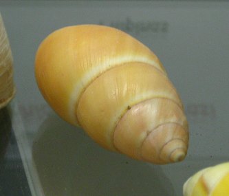 Amphidromus quadrasi, primer plano
                              02