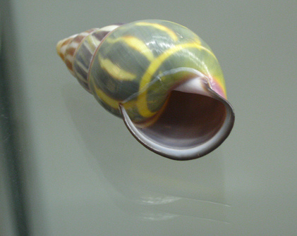 Amphidromus cuadrasi palawanenesis,
                              primer plano