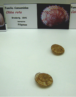 Obba
                              rota