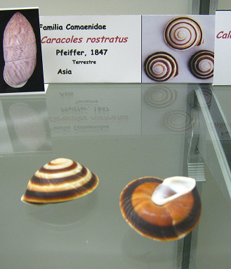 Caracoles rostratus