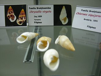 Chrysallis virgata 01