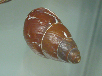 Chrysallis electrica, primer plano
                              01