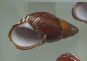 Chrysallis electrica,
                                      Nahaufnahme 04