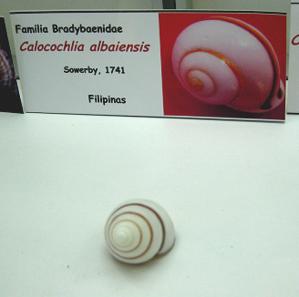 Calocochlia albaiensis