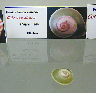 Chloraea sirena