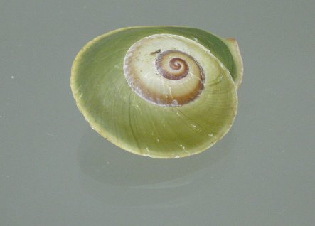 Chloraea sirena, Nahaufnahme