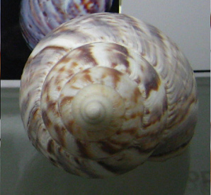 Achatina panthera, primer
                                      plano 02