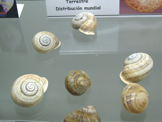 Helix aspersa, Nahaufnahme 01, grupo