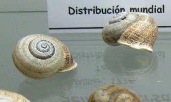 Helix aspersa, Nahaufnahme 02, grupo
