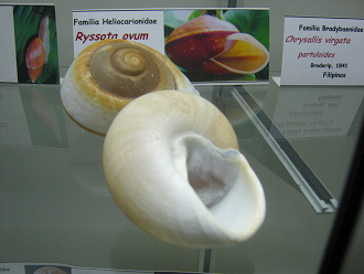 Ryssota ovum, vista total