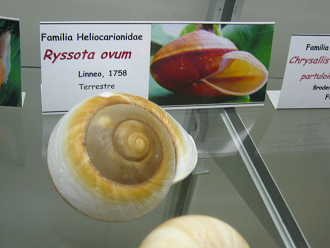 Ryssota ovum, primer plano